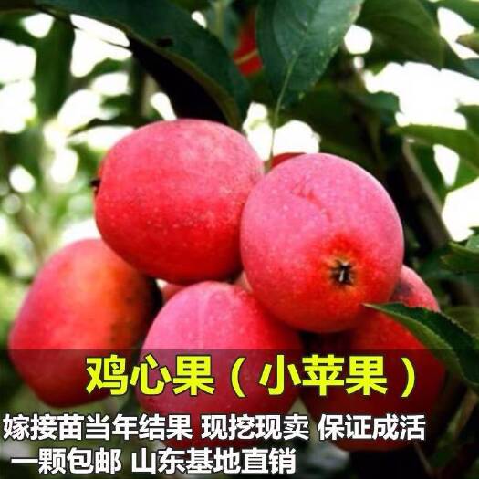 平邑县 耐寒抗旱鸡心果苹果树苗嫁接盆栽地栽红色小苹果基地直发