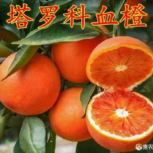 平邑县塔罗科血橙苗 树苗嫁接苗橙子苗塔罗科血橙脐橙果树嫁接苗当年结