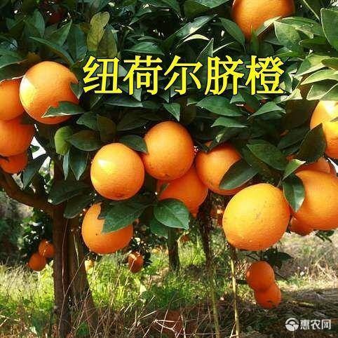 平邑县 赣南脐橙苗 纽荷尔脐橙苗 嫁接甜橙苗纽荷儿脐橙树苗当年结