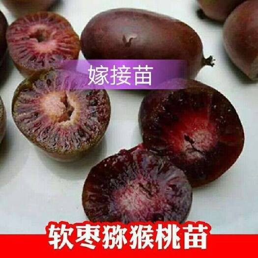 平邑县 软枣猕猴桃苗 嫁接树苗 南方北方 基地直销 量大从优