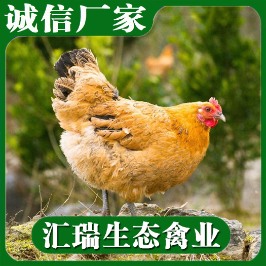 衡阳县 麻鸡苗/青脚麻土鸡苗/铁脚麻鸡苗全年供应