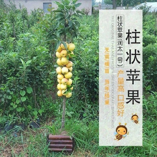 平邑县润太一号柱状苹果树苗 柱状苹果润太一号  嫁接矮化果树苗  南方北方 四季种植