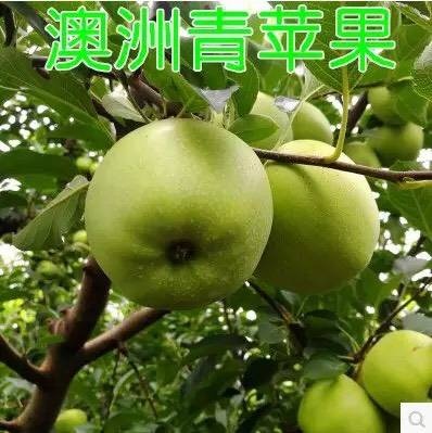 平邑县澳洲青苹果苗 澳洲青苹果树苗 嫁接苗 品种保证 基地直销 量大从优