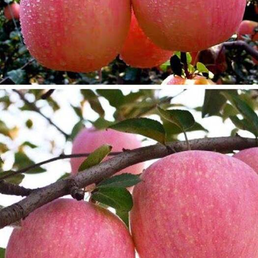 红富士苹果苗 苹果苗富光红富士水果树苗地栽新品种南北方种植当年