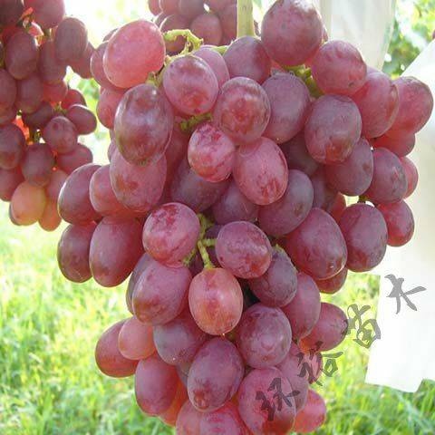 平邑县 红巴拉多葡萄苗 玫瑰香葡萄树苗地栽北方南方种植