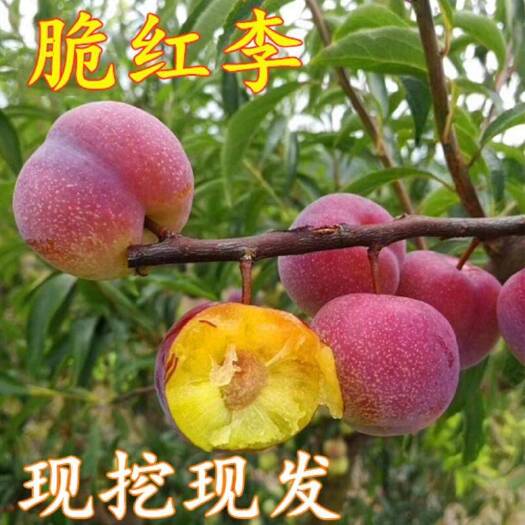 平邑县脆红李苗 脆红李清脆李蜂糖李果树苗李子苗基地直发不成活补发量大从优