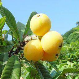 平邑县 白沙枇杷苗 嫁接苗 产量高 甜度高 不成活可补发