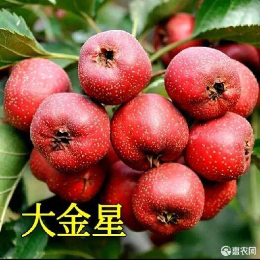 平邑县 嫁接山楂树苗山里红山楂苗大金星盆栽地栽南北方种植当年结果