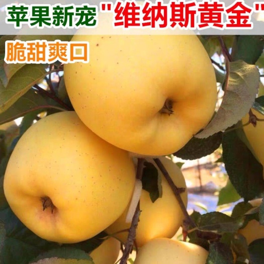 平邑县 维纳斯黄金苹果苗苹果树苗嫁接地栽盆栽南方北方