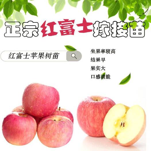 平邑县苹果树苗 苹果苗富光红富士水果树苗地栽新品种南北方种植当年