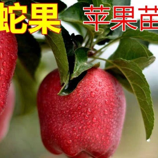 平邑县蛇果树苗 嫁接苹果苗 果树苗 南方北方种植 基地直发