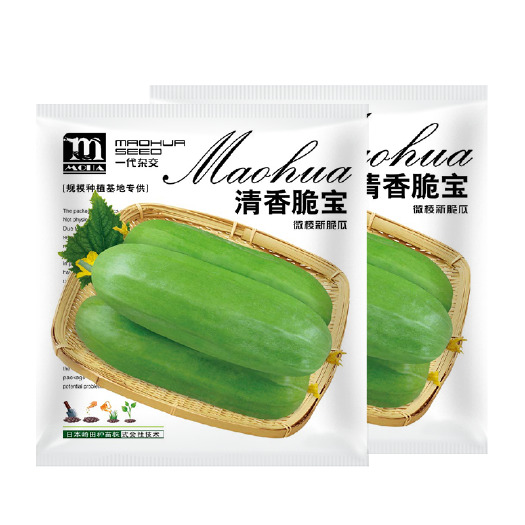 青县 中科茂华 瓜果蔬菜种子 清香脆宝菜瓜种子无棱绿皮菜瓜