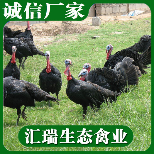 衡阳县 诚信商家供应优质火鸡苗健康活泼提供专业养殖技术