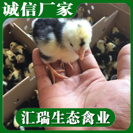 衡阳县 优质贵妃鸡苗供应包运输包一次疫苗提供养殖技术