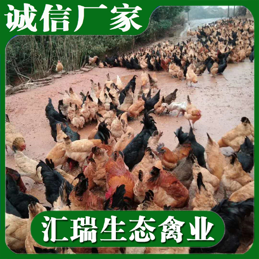 衡阳县 高产蛋鸡苗/麻羽绿壳蛋鸡苗/免费提供养殖资料