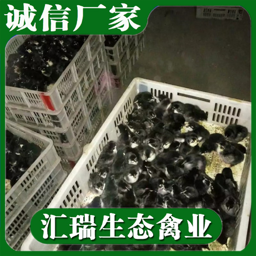 衡阳县黑鸡苗 黑脚土鸡苗/黑土2鸡苗/黑土3鸡苗批发包疫苗包运输