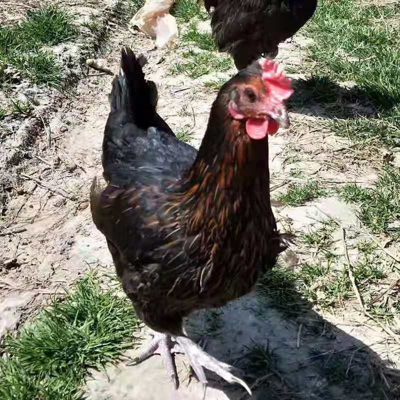 黑鸡苗 厂家直销黑土鸡苗品种纯正质量可靠