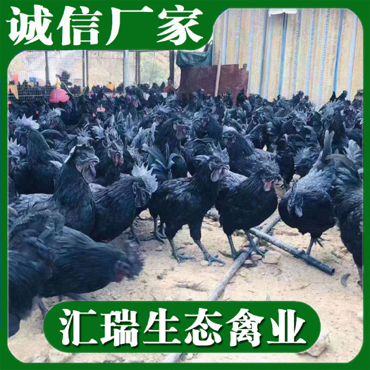 衡阳县 热销优质绿壳蛋鸡苗/五黑一绿绿壳蛋鸡苗品种纯正质量保证
