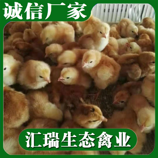  热销优质九斤黄鸡苗/快大黄鸡苗/支持全国送货