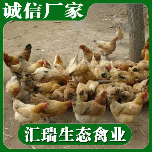 衡阳县脱温鸡苗 专业销售青脚鸡脱温苗提供包装养殖时间内包防疫