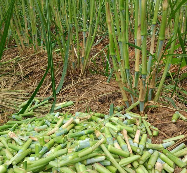 罗甸县皇竹草种子  皇竹草种提供种植技术现砍现发高产皇竹草包邮