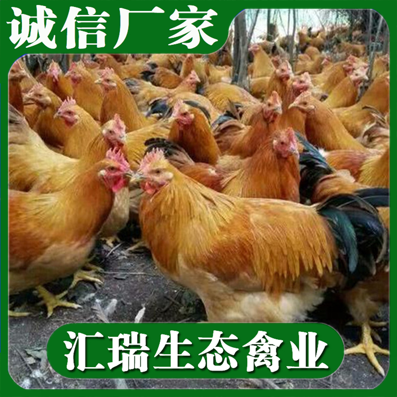衡阳县 九斤黄鸡苗批发免费提供养殖技术