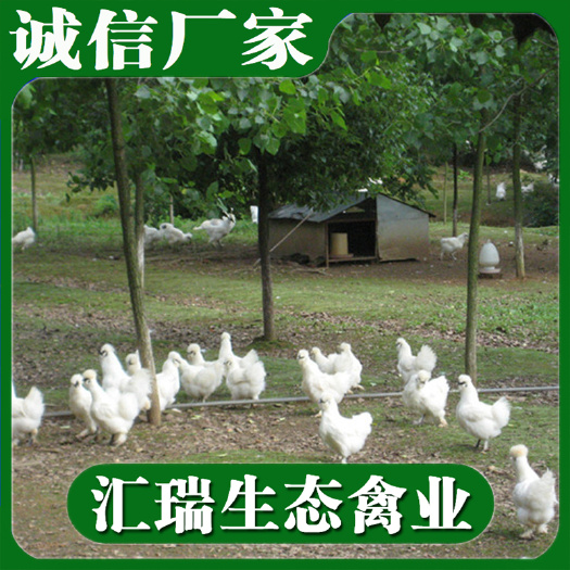 衡阳县 白凤乌骨鸡苗/竹丝鸡苗/质量保证出厂包打疫苗
