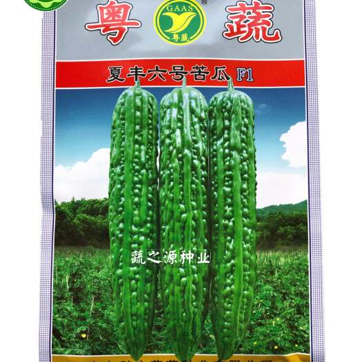 英德市粤蔬夏丰六号苦瓜种子青珍珠苦瓜玉龙苦瓜青皮油绿珍珠苦瓜种子