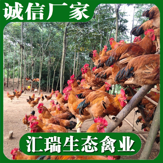 衡阳县脱温鸡苗 0-15天脱温鸡供应红毛公鸡苗
