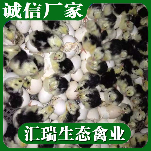 衡阳县 优质禽苗批发/贵妃鸡苗/脱温贵妃鸡预定/包打疫苗/包运输