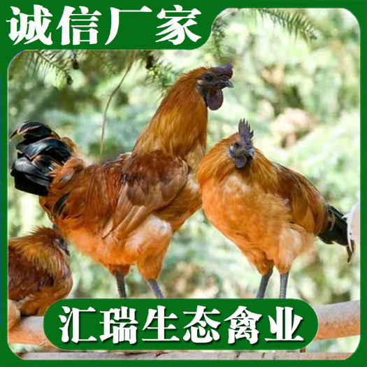 衡阳县湖南孵化基地厂价销售黄羽乌骨鸡苗品种保证