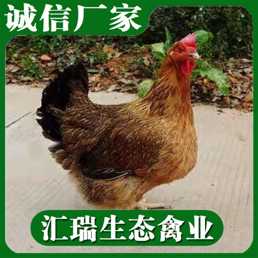 衡阳县 活体鸡苗批发优质良凤花鸡苗