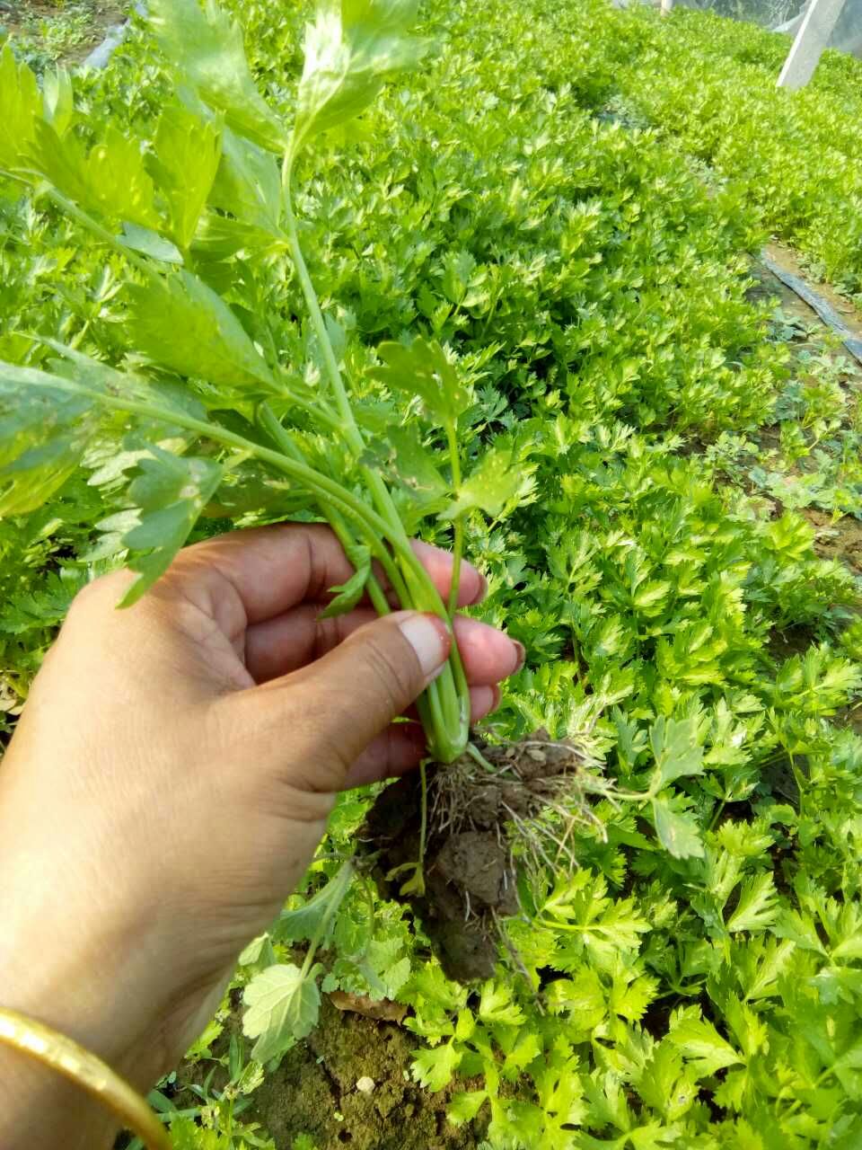  芹菜苗 土系芹菜苗 穴盘育芹菜苗 法国皇后芹菜苗 抗病性好