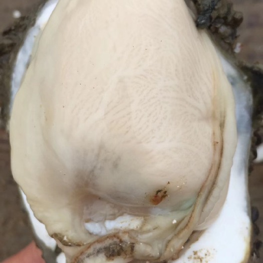 湛江湛江市市牡蛎 湛江市生蚝 牡蛎 新鲜肥美脆肉 湛江市中蚝 一