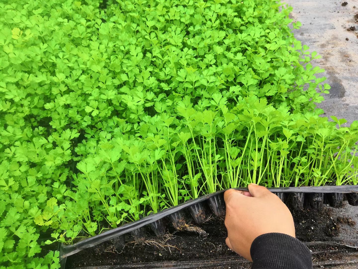  芹菜苗 土系芹菜苗 穴盘育芹菜苗 法国皇后芹菜苗 抗病性好