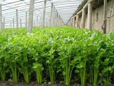  芹菜苗 土系芹菜苗 穴盘育芹菜苗 法国皇后芹菜苗 抗病性好