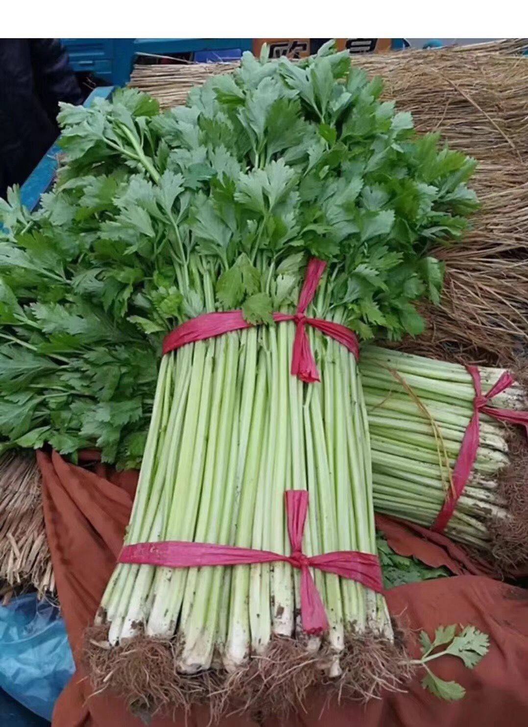  芹菜苗 土系芹菜苗 穴盘育芹菜苗 法国皇后芹菜苗 抗病性好