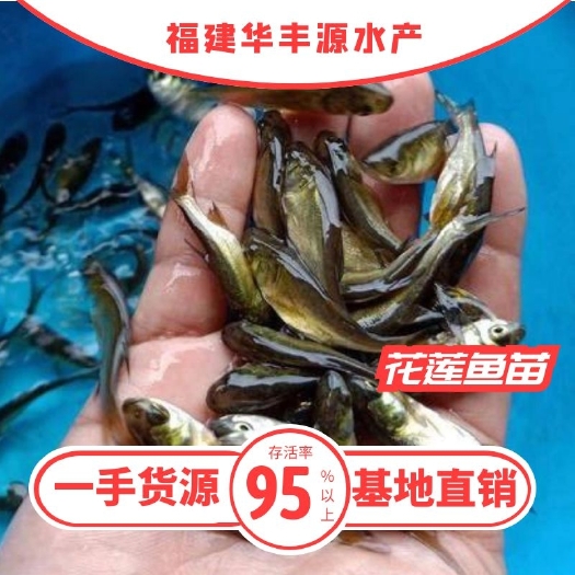 光泽县鲢鱼苗 花莲苗批发  产地直销高质量  无病 开口苗  包回收