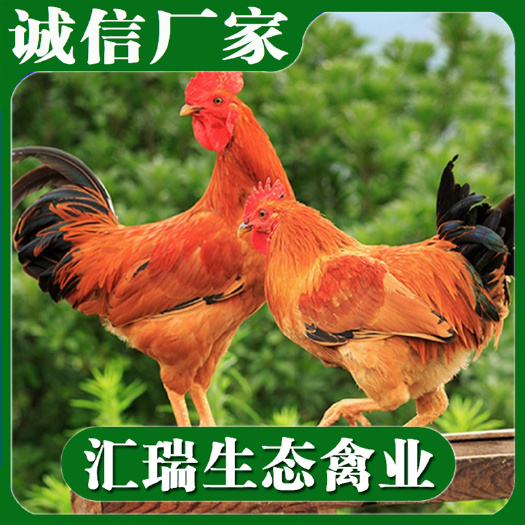 衡阳县本地三黄土鸡苗/红毛公鸡苗批发