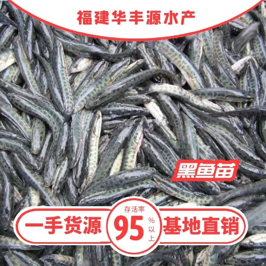 光泽县 黑鱼苗批发  产地直销  运输损耗包赔 齐规格 低价格