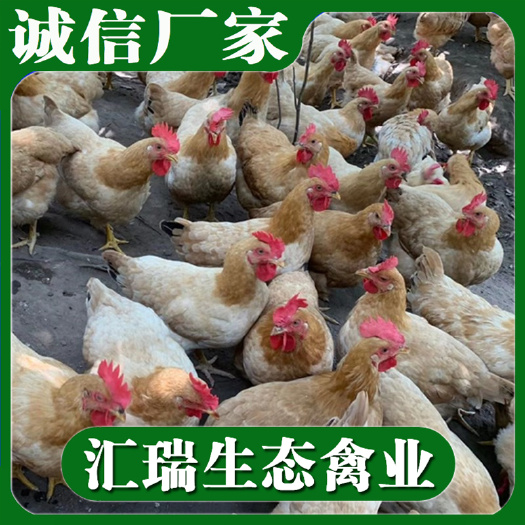 衡阳县 小脚鸡苗适合生态散养鸡苗三黄土鸡苗