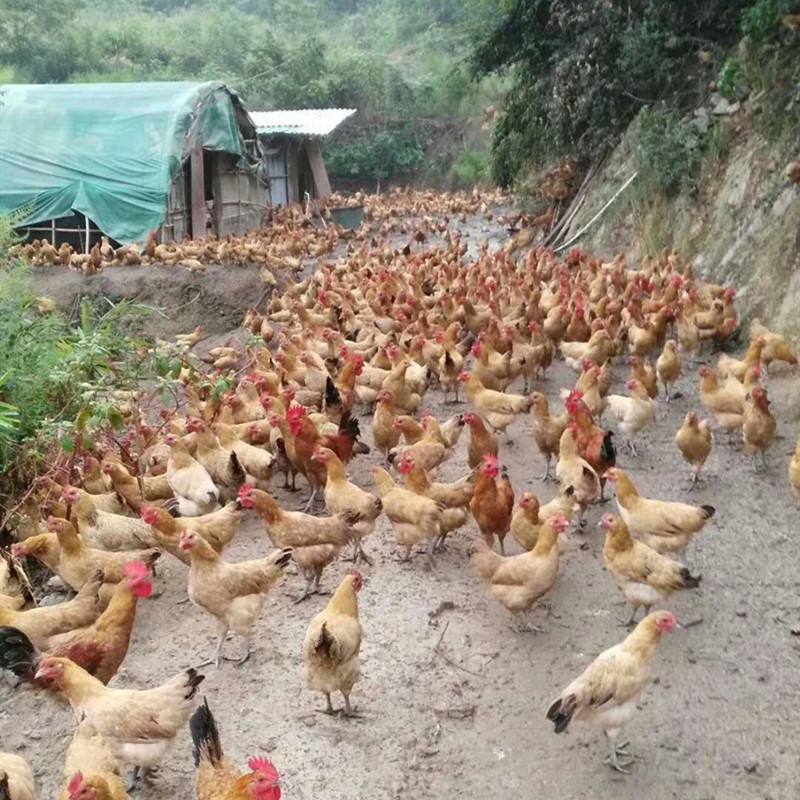  母鸡苗正宗纯种黄土鸡苗三黄土鸡苗湘黄土鸡苗厂家直销