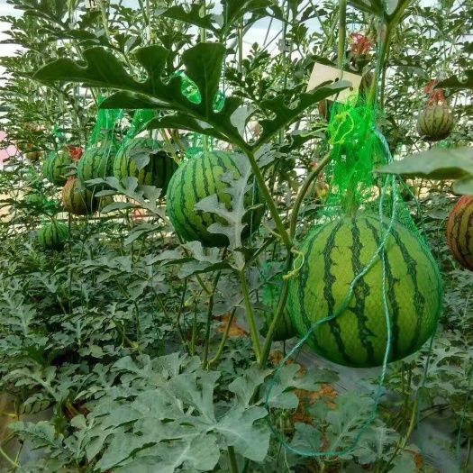 寿光市 8424西瓜苗 嫁接西瓜苗 单瓜重 糖度高抗病性好 产量高