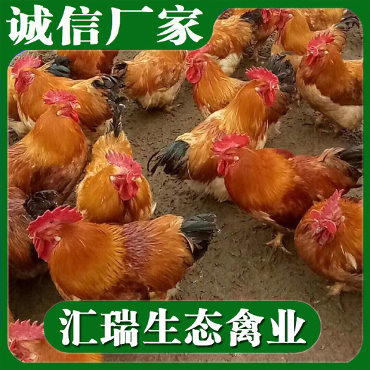衡阳县常年供应优质快速型鸡苗/882鸡苗/新广901鸡苗/K9鸡苗