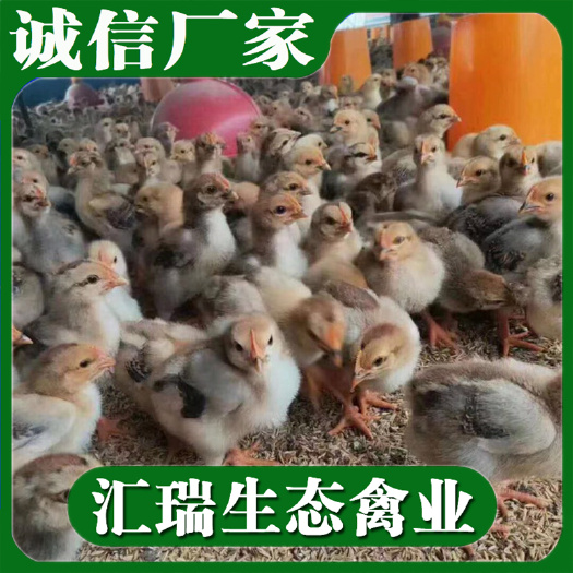 衡阳县肉鸡麻/K9鸡苗/优质麻黄K9鸡苗价格随市