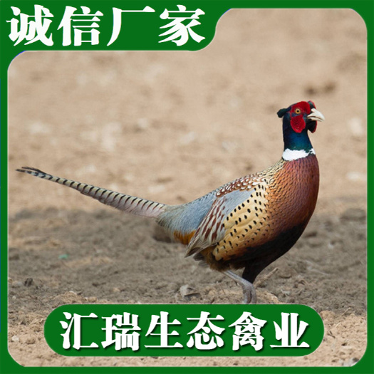 衡阳县 批发山鸡苗/七彩山鸡苗/免费提供养殖技术资料