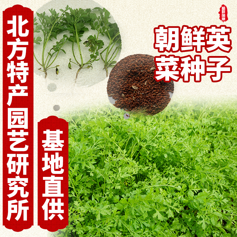 通化县出售朝鲜英菜种子，免费提供种子种植技术