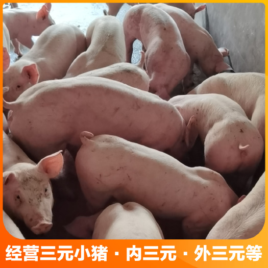 洞口县三元仔猪  三元猪苗 小猪品质优良、品种齐全、防疫到位、价格实惠。