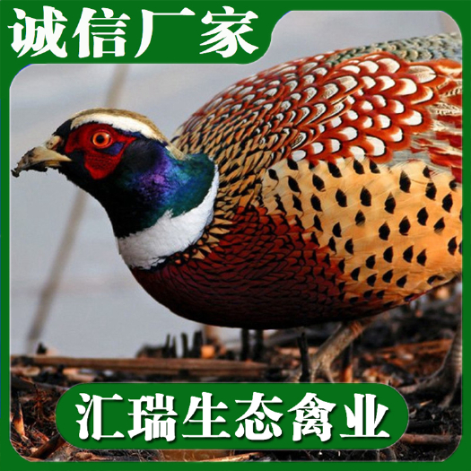 衡阳县专业生产销售山鸡蛋/山鸡苗/成品山鸡/脱温山鸡苗预订