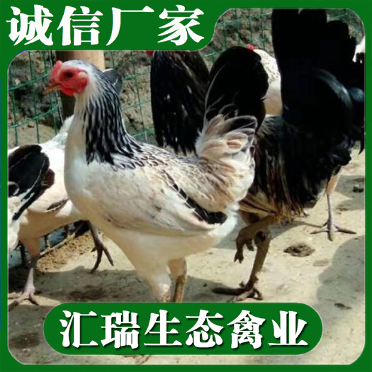 衡阳县鹊山鸡苗/七彩山鸡苗/高产绿壳蛋鸡苗批发